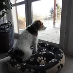 Haustierfreundlicher Kurzurlaub *