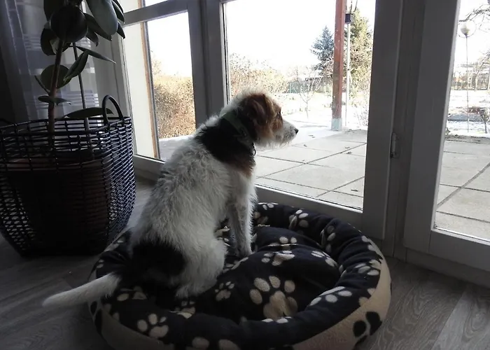 Haustierfreundlicher Kurzurlaub *